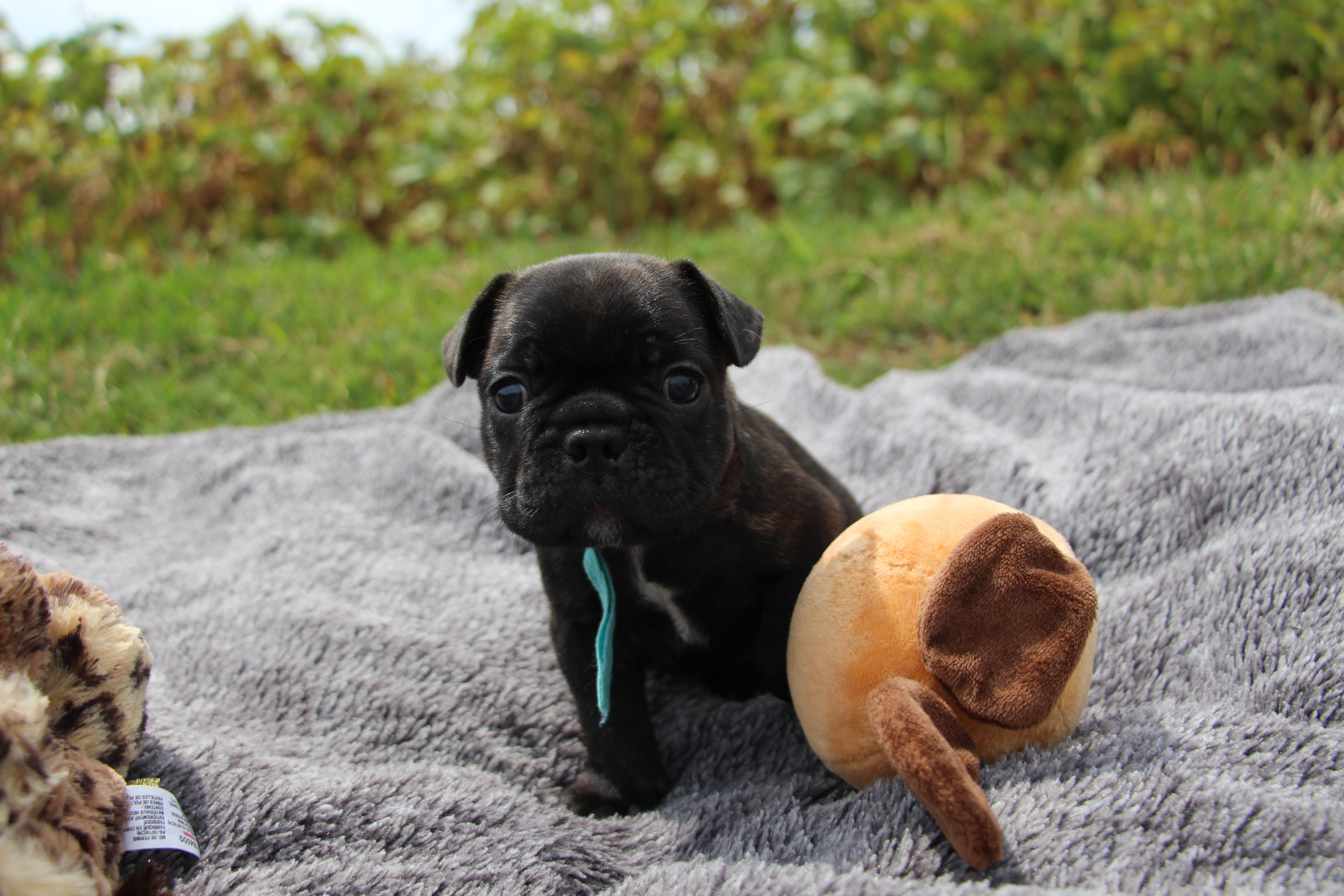 <svg class='blue'></svg> <b>Marrel</b> <svg class='blue'></svg>